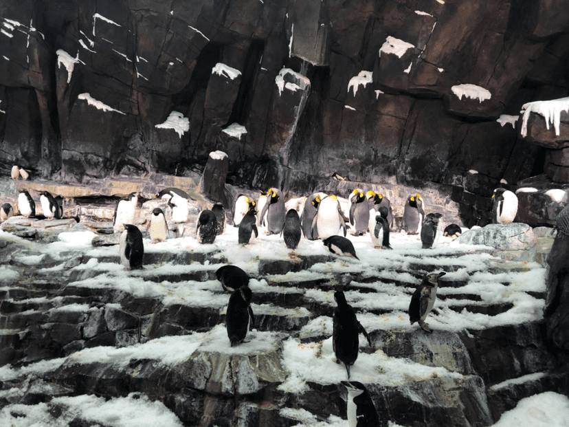 penguins, seaworld