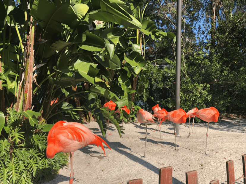 Flamingos at Seaworld