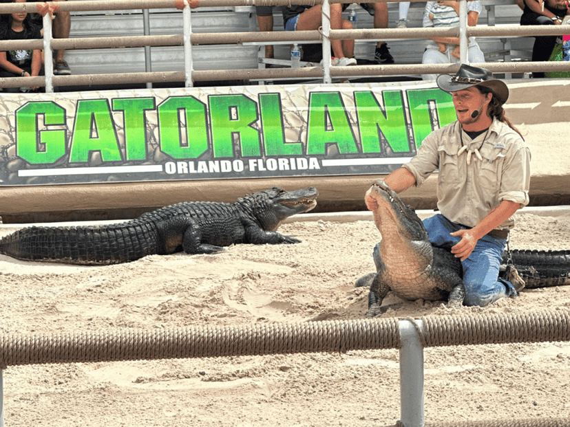 gatorland alligator show