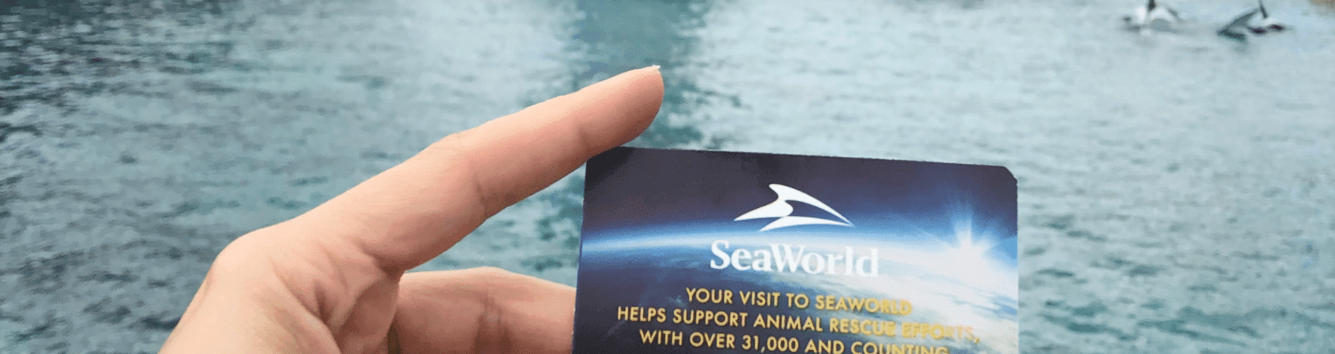 Soaked Adventures: Ranking SeaWorld Orlando Water Rides